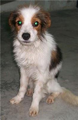 Panchito, pequeñín en adopción (Murcia)