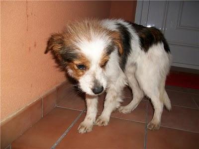 Panchito, pequeñín en adopción (Murcia)