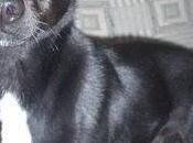 Ratonero perdido zaragoza.