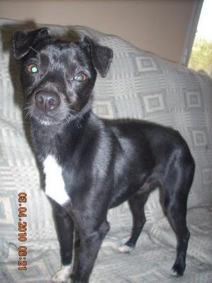 RATONERO PERDIDO EN ZARAGOZA.