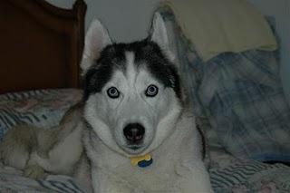 Se busca a Gina, nórdica desaparecida en LLIRIA (VALENCIA)