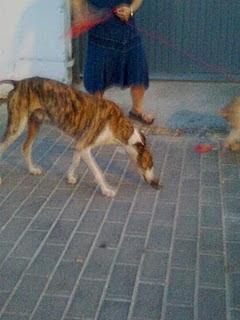 SEVILLA ---Galgo abandonado en barrio muy malo-