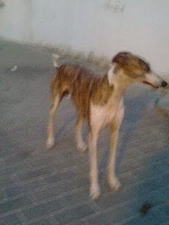 SEVILLA ---Galgo abandonado en barrio muy malo-