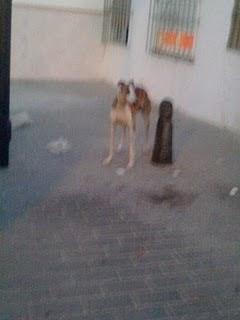 SEVILLA ---Galgo abandonado en barrio muy malo-