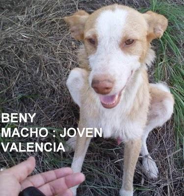 Beny, podenco desaparecido...