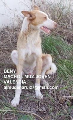 Beny, podenco desaparecido...