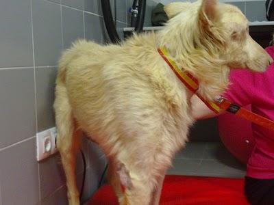 Novedades de ángel , el podenco luchador