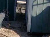 Galga cuerda cuello, parido cachorritos,SEVILLA.