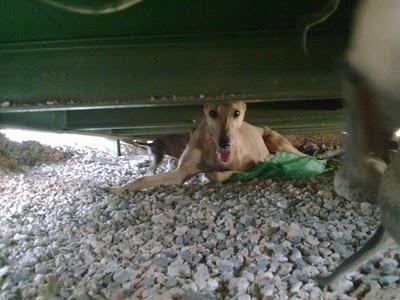 SOS Galga con cuerda en el cuello, ha parido 6 cachorritos,SEVILLA.