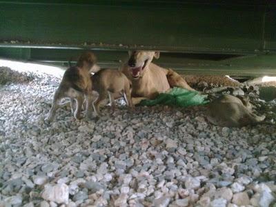SOS Galga con cuerda en el cuello, ha parido 6 cachorritos,SEVILLA.