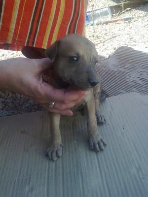 SOS Galga con cuerda en el cuello, ha parido 6 cachorritos,SEVILLA.