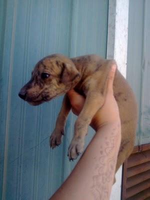 SOS Galga con cuerda en el cuello, ha parido 6 cachorritos,SEVILLA.