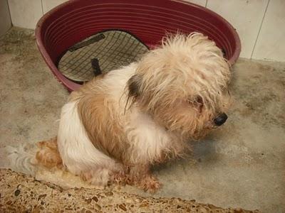 SOS VIEJITO PERRERA JEREZ UN OJO PERDIDO Y OTRO LLENO PUS! ( CADIZ)