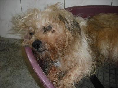 SOS VIEJITO PERRERA JEREZ UN OJO PERDIDO Y OTRO LLENO PUS! ( CADIZ)