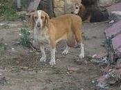 Sos!!! ayuda perras caza enormes tumores mamarios‏ (cuenca)