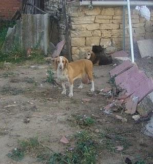 SOS!!! AYUDA PERRAS CAZA CON ENORMES TUMORES MAMARIOS‏ (CUENCA)