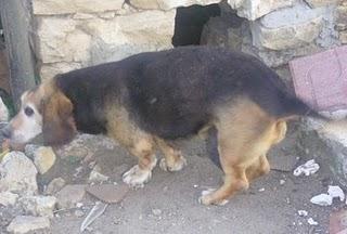 SOS!!! AYUDA PERRAS CAZA CON ENORMES TUMORES MAMARIOS‏ (CUENCA)