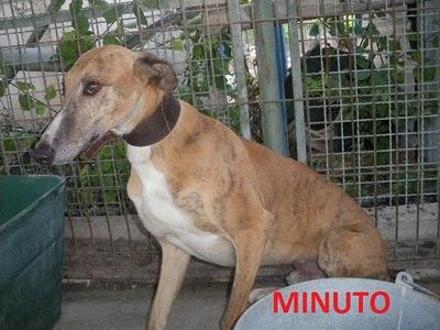 ROCIO Y MINUTO, dos deshechos de cazador en adopción, Madrid