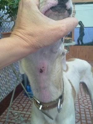 TRUENO, deshecho de cazador en los puros huesos, Córdoba