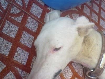 TRUENO, deshecho de cazador en los puros huesos, Córdoba