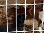 Sos. proximo sacrificio perrera movera.(zaragoza)