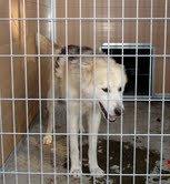 SOS. PROXIMO SACRIFICIO EN LA PERRERA DE MOVERA.(ZARAGOZA)