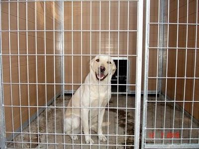 SOS. PROXIMO SACRIFICIO EN LA PERRERA DE MOVERA.(ZARAGOZA)