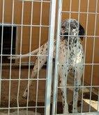 SOS. PROXIMO SACRIFICIO EN LA PERRERA DE MOVERA.(ZARAGOZA)