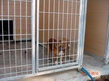 SOS. PROXIMO SACRIFICIO EN LA PERRERA DE MOVERA.(ZARAGOZA)