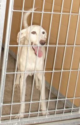 SOS. PROXIMO SACRIFICIO EN LA PERRERA DE MOVERA.(ZARAGOZA)