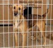 SOS. PROXIMO SACRIFICIO EN LA PERRERA DE MOVERA.(ZARAGOZA)