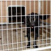 SOS. PROXIMO SACRIFICIO EN LA PERRERA DE MOVERA.(ZARAGOZA)