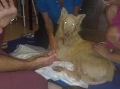 Sobre Angel, podenco luchador...