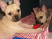 Yaki Nuka, adorables hermanitos adopción (Murcia)‏