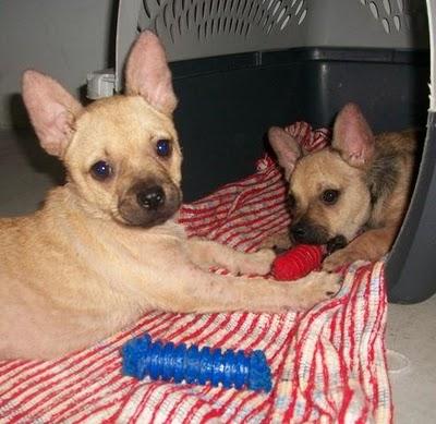 Yaki y Nuka, adorables hermanitos en adopción (Murcia)‏