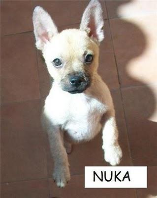 Yaki y Nuka, adorables hermanitos en adopción (Murcia)‏