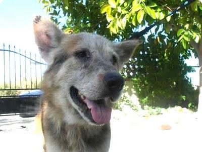 ALICANTE: *VIVO* EL COMPAÑERO DE DOLOR DE VIVE