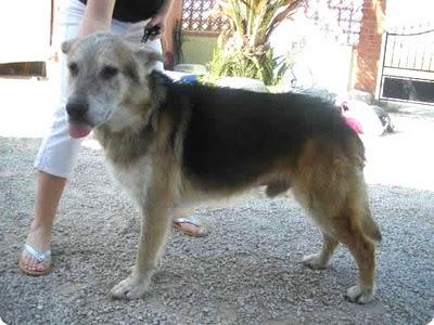 ALICANTE: *VIVO* EL COMPAÑERO DE DOLOR DE VIVE