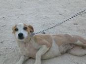 Chispita atacada martillo...ha sobrevivido...y ahora qué?