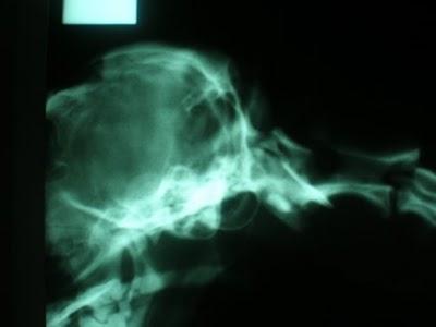 Chispita fue atacada con un martillo...ha sobrevivido...y ahora qué?