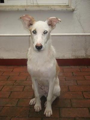 Podenco Rufo, lo llevan a la perrera en dos dias Cordoba