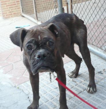 Urgente!! Ayuda, por favor para esta boxer!!