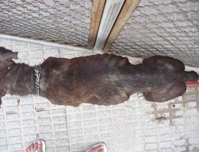 Urgente!! Ayuda, por favor para esta boxer!!