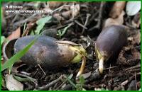 El hombre que plantaba árboles
