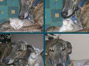 "Como perro, gato más....."