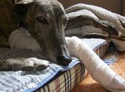 Contento vida, vivir querido.