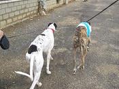 campo galgos....