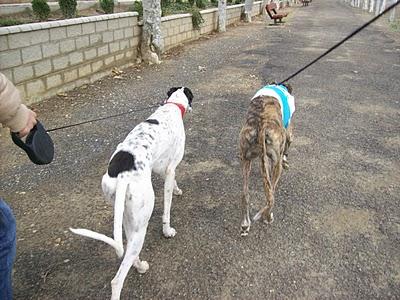 Al campo con los galgos....