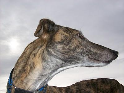 Al campo con los galgos....