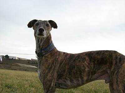 Al campo con los galgos....